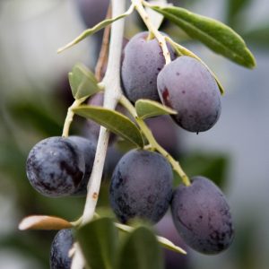 kalamata-ekdromi-gi-tis-elias